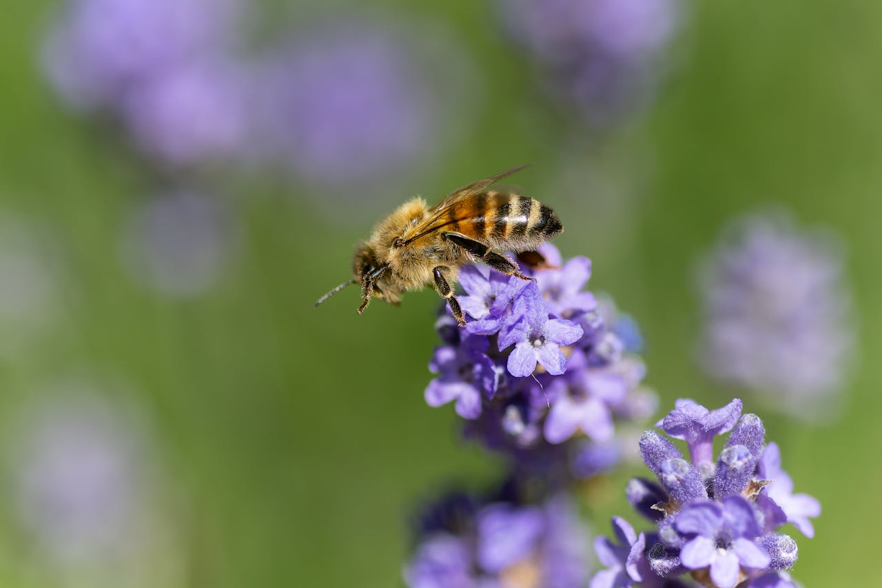 Potential Extinction of Insects — A Major Report