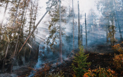 POLIS Launches New Wildfire Resilience Project