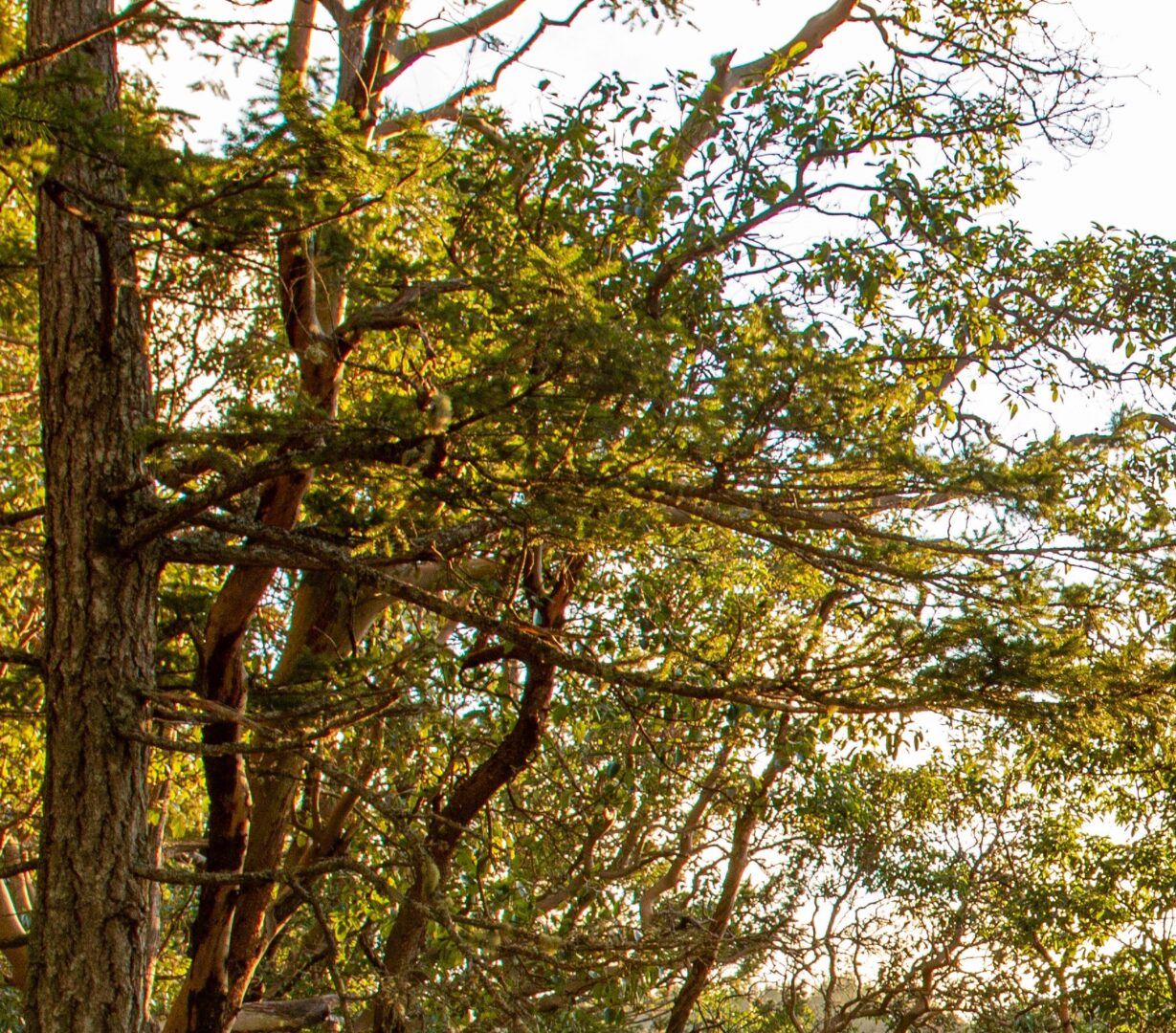 Petition that the Province of B.C. Protect Native Tree Species within Building Envelopes