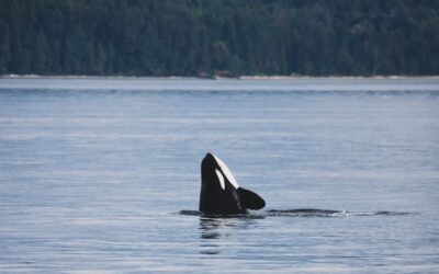 Two Petitions for Southern Resident Killer Whales