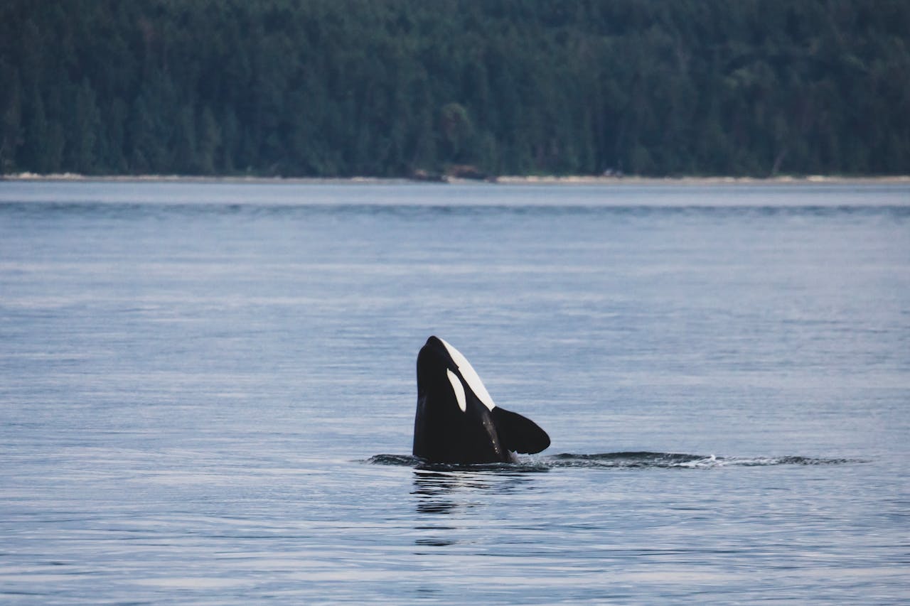 Two Petitions for Southern Resident Killer Whales