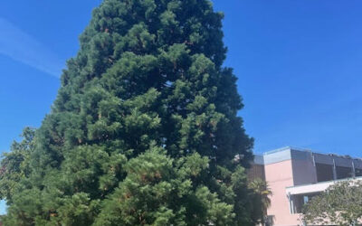 Save the Mighty Sequoia Tree at Centennial Square, Victoria BC, from Wrongful Demolition