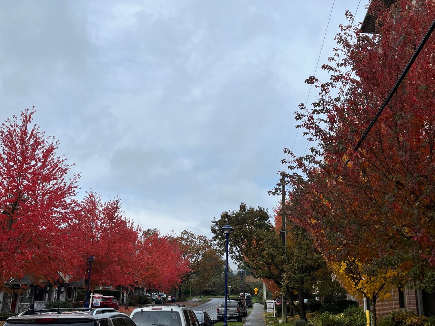 Langford Adopts Plans for Increased Tree Protection