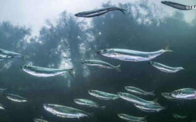 Help Call for an Urgent Moratorium on the Commercial Herring Kill Fishery in B.C.!