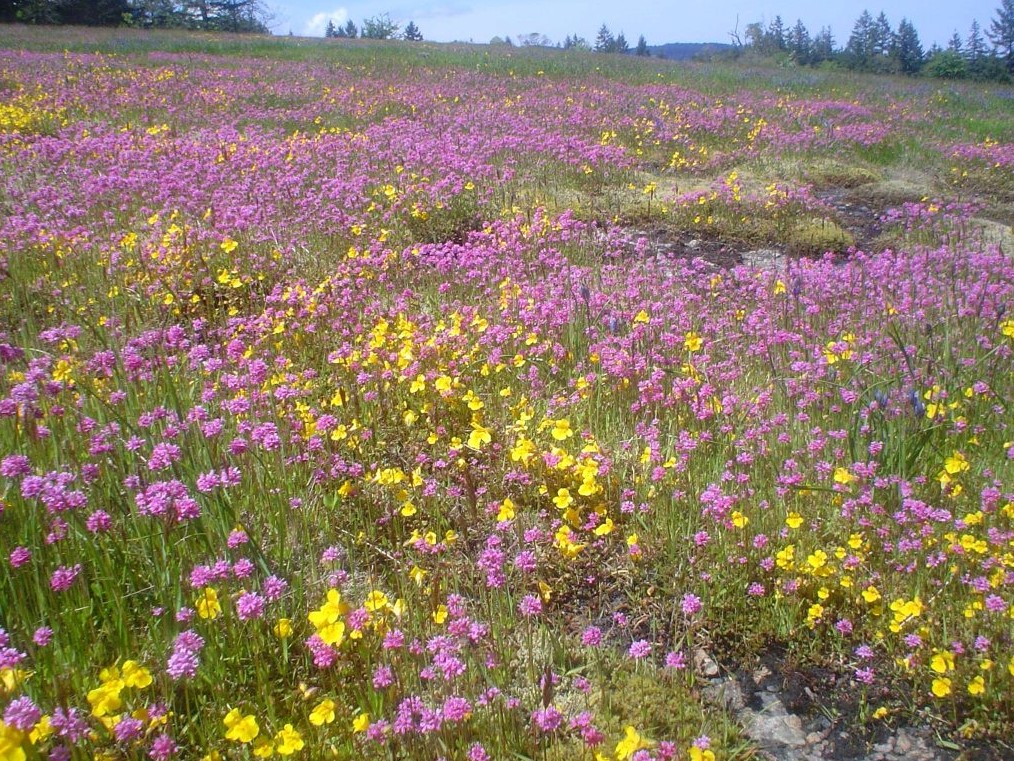 Save Harewood Plains