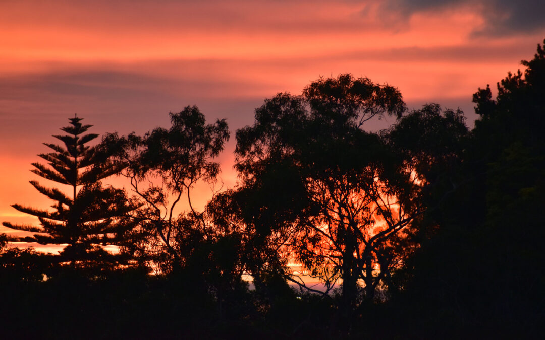 Heat Dome Anniversary – BC’s Urban Trees Under Threat