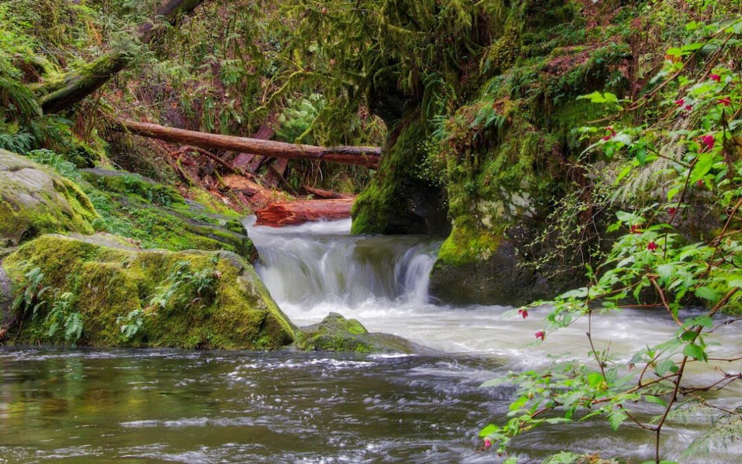 Stand Up for SELE₭TEȽ (Goldstream Park)!