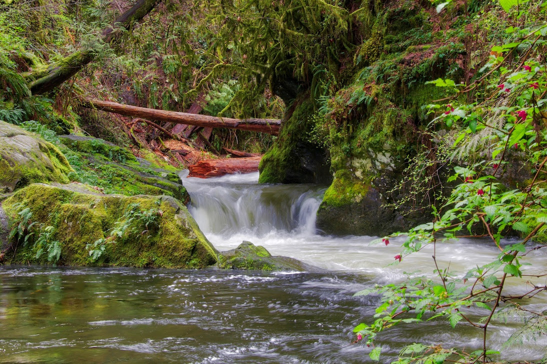 Stand Up for SELE₭TEȽ (Goldstream Park)!