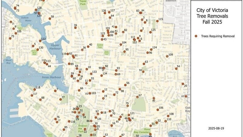 Vast Tree Removals Set For Victoria, and Victoria’s OCP Update Means Significantly Fewer Big Trees