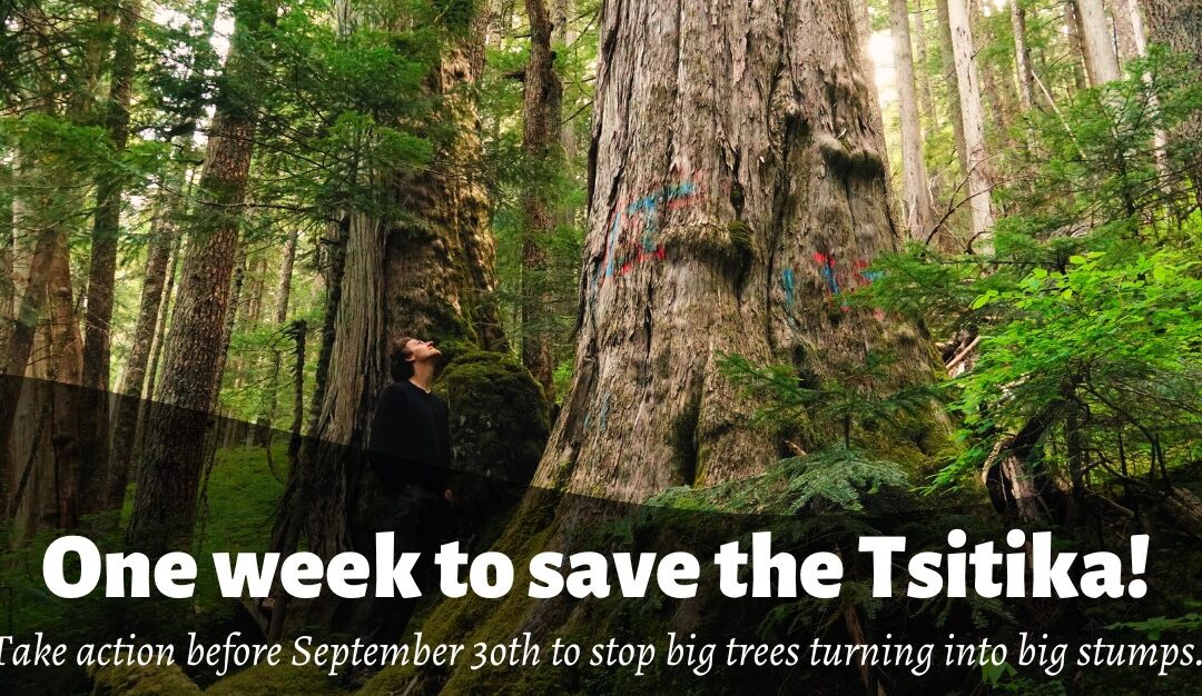 Save the Tsitika! Take Action Before Sept. 30th