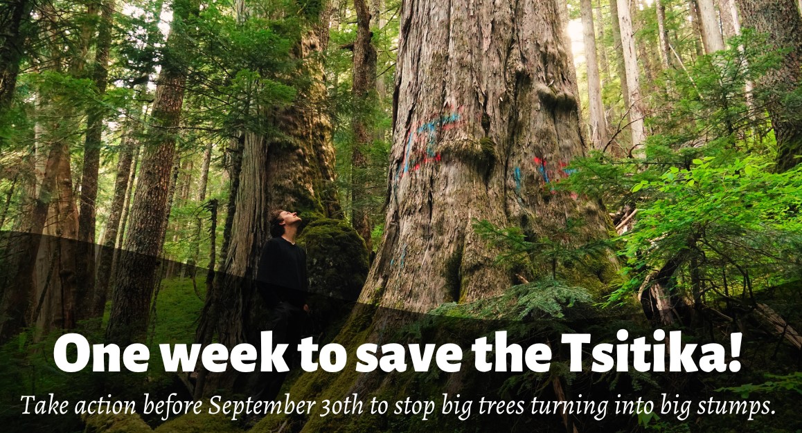 Save the Tsitika! Take Action Before Sept. 30th