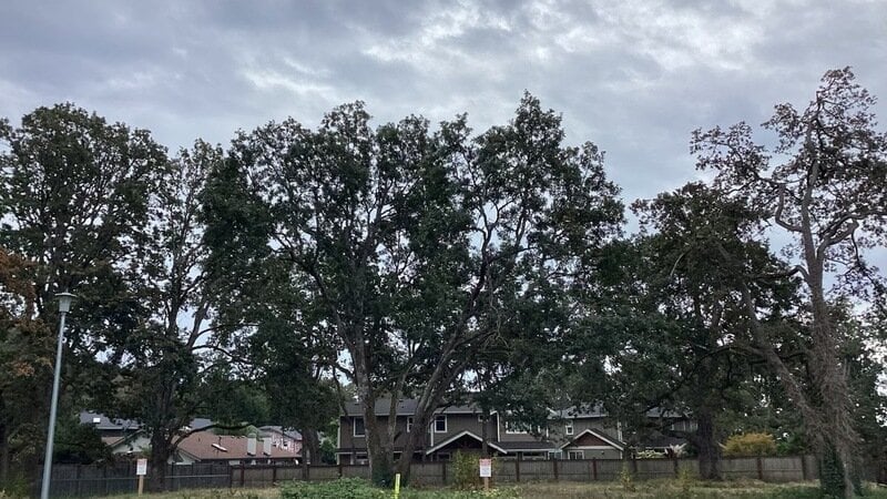Save the Garry Oaks And Tree Canopy on Lynnfield Crescent