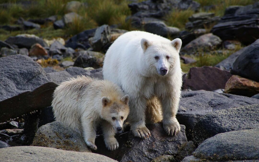 Call for Biodiversity Protection