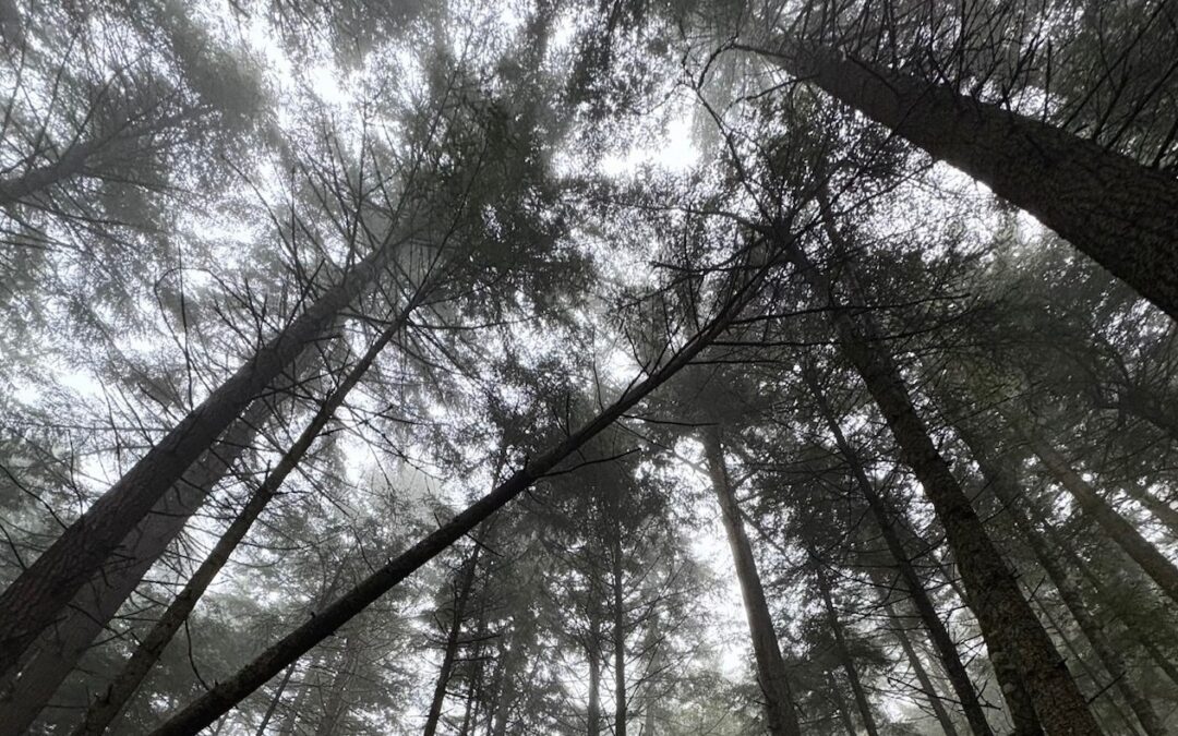 Community Meditation and Brainstorm for the Old Growth Forests