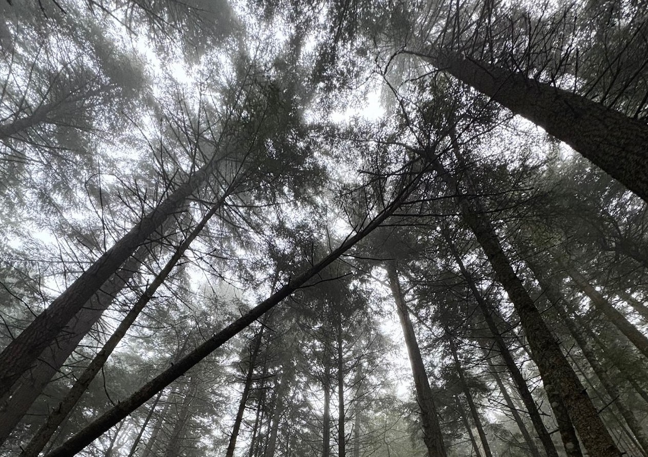 Community Meditation and Brainstorm for the Old Growth Forests