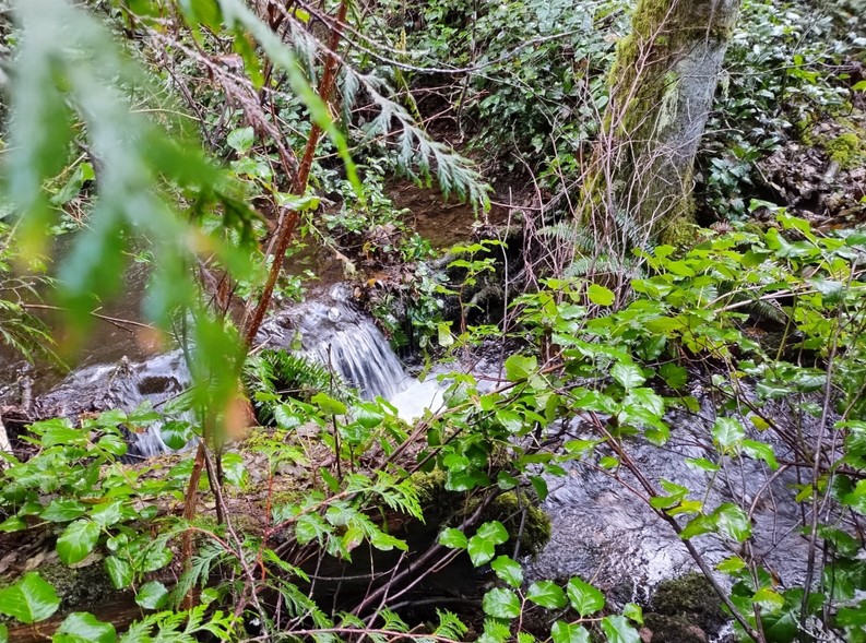 Ella Stream in Critical Danger