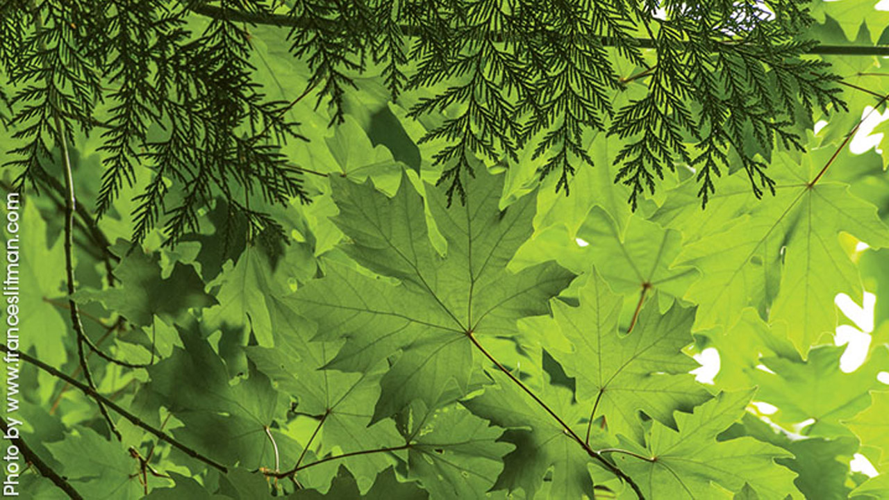 Community Trees Matter Tookit