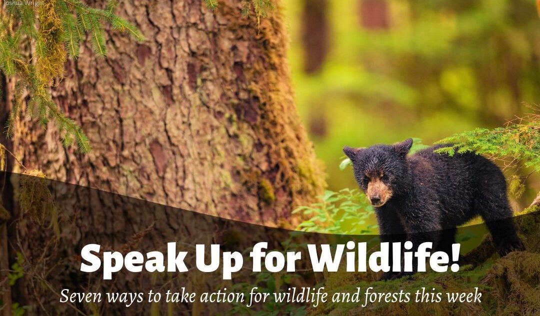 Speak Up For Wildlife!