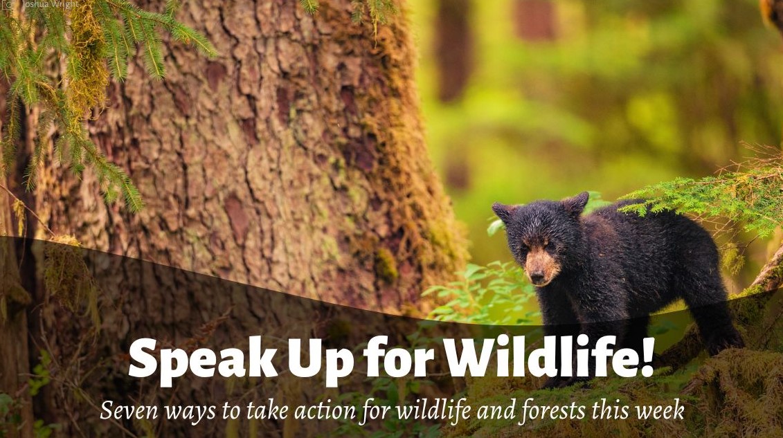 Speak Up For Wildlife!