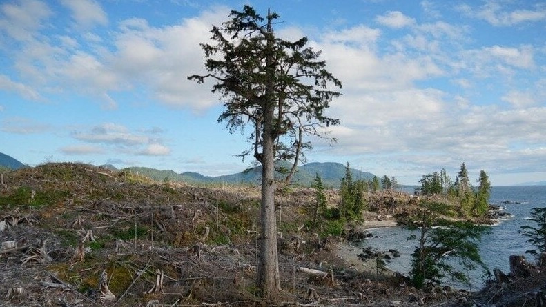 Situation Critical: Please help save The Tongass National Forest in Alaska, from Clear Cutting