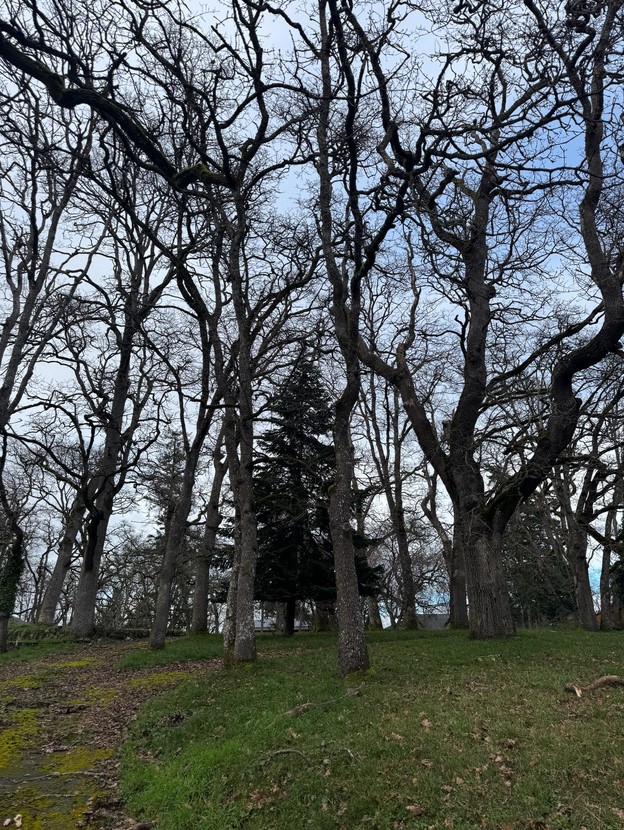 Petition to save the Mighty Braefoot Oaks!