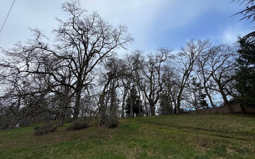 Save 100 Majestic Oaks