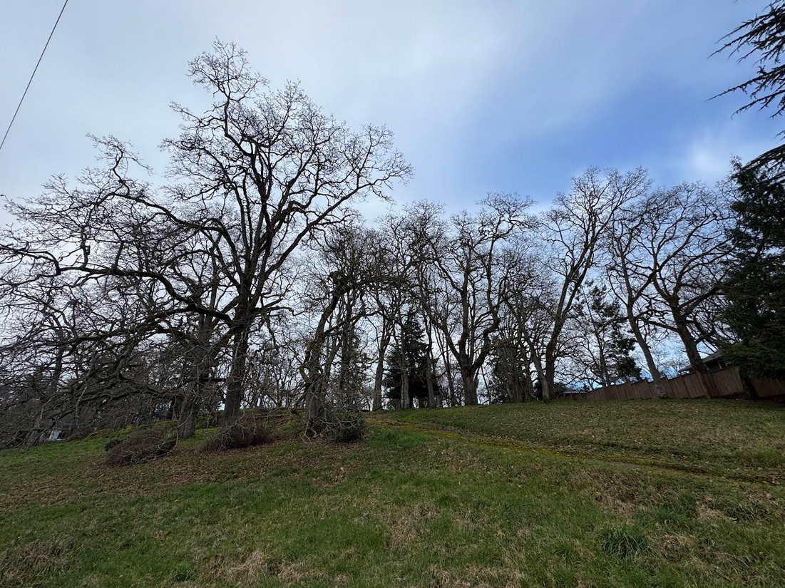 Save 100 Majestic Oaks