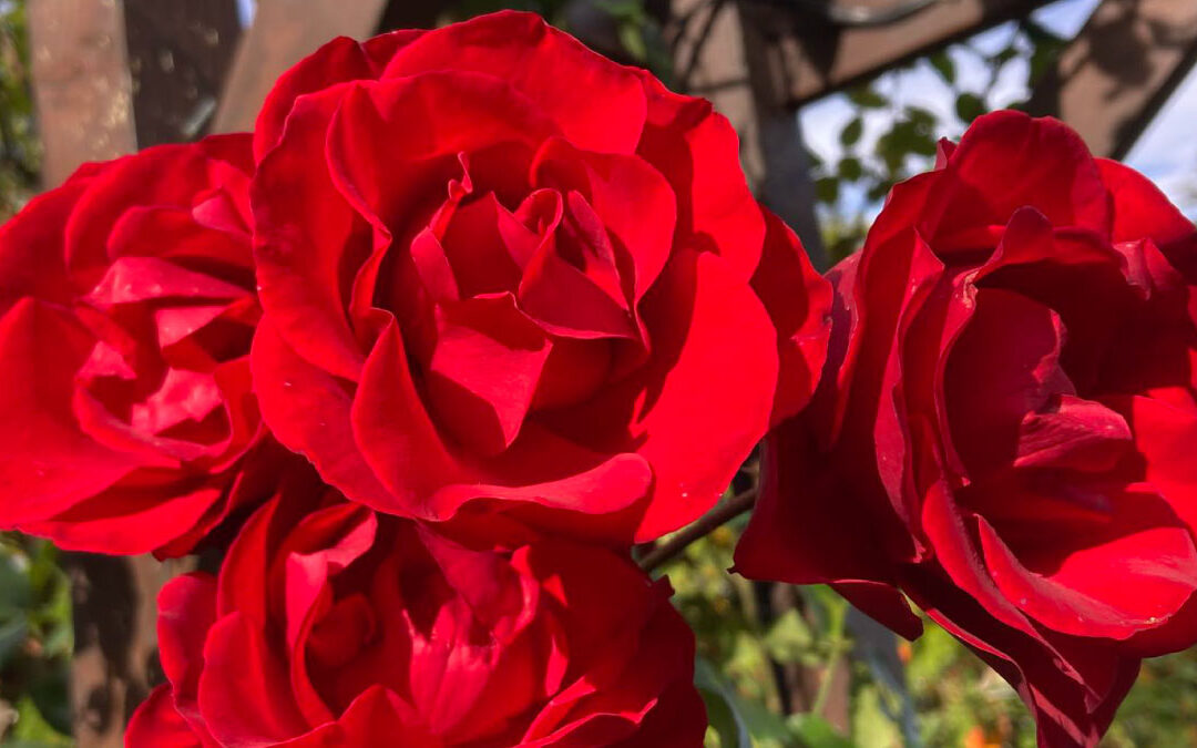 Mother’s Day Musical Garden Tour