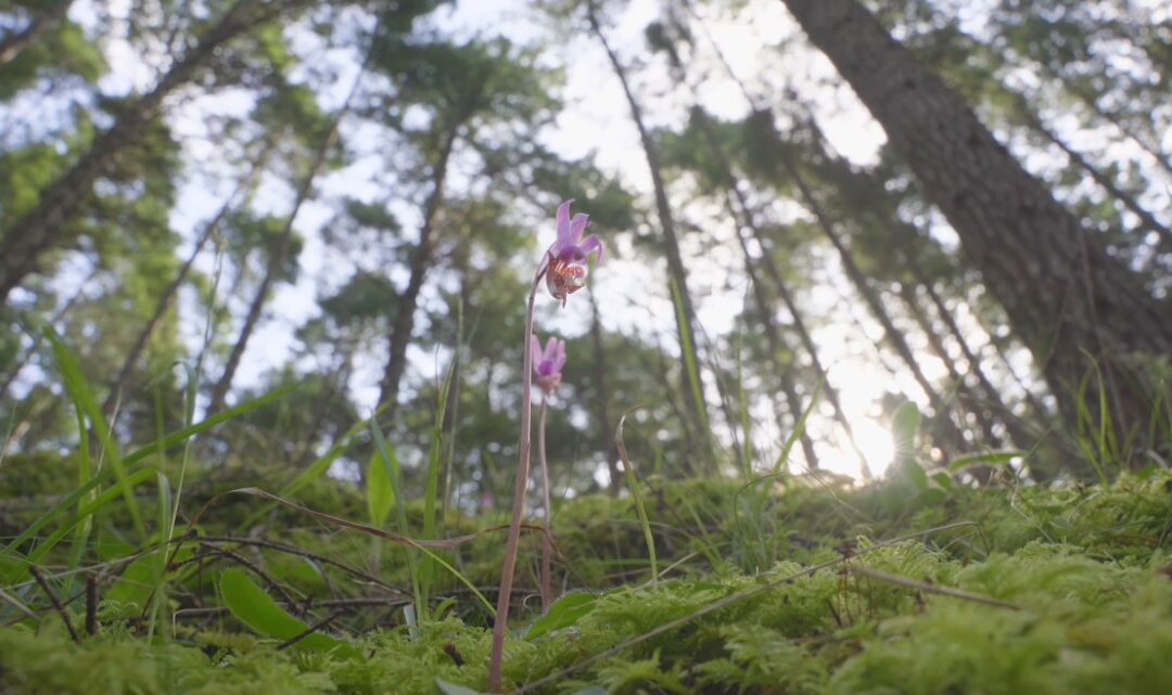 BC Parks Foundation Creates New Bird Sanctuary Near Victoria