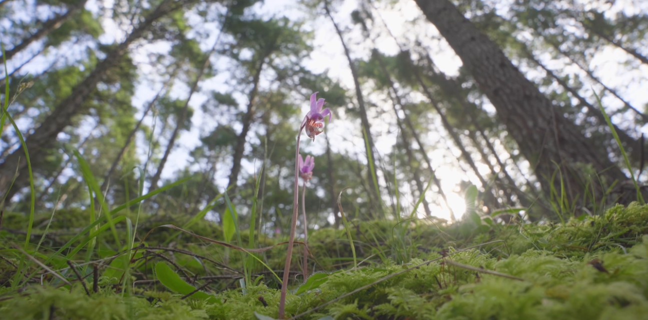 BC Parks Foundation Creates New Bird Sanctuary Near Victoria