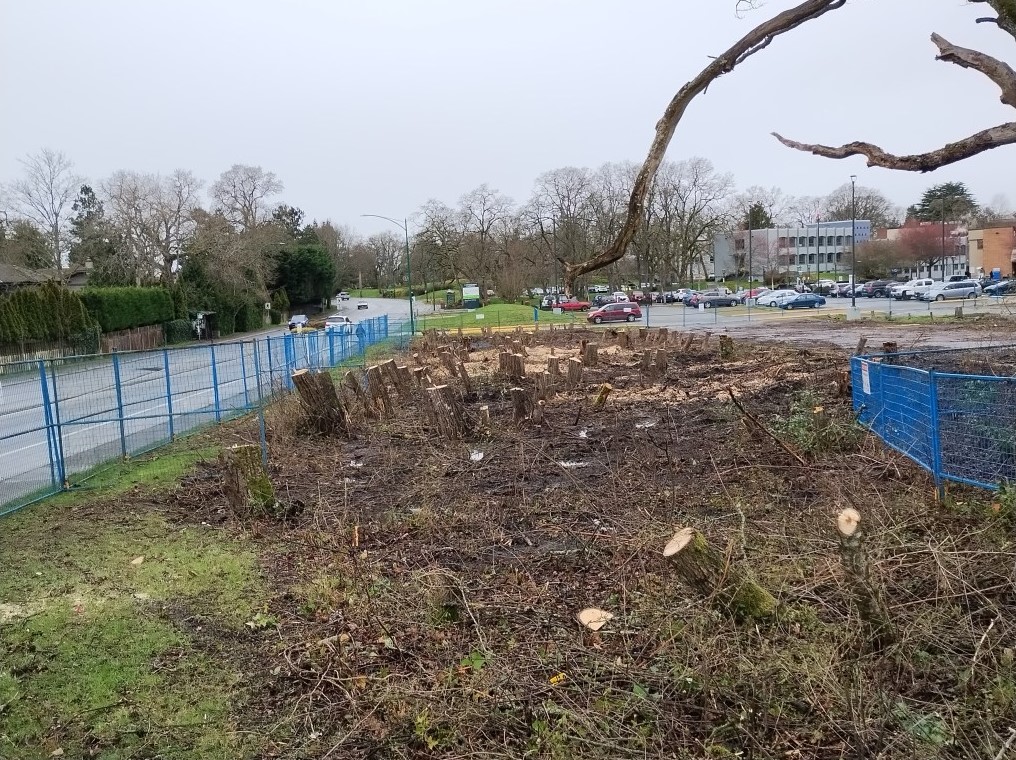 Camosun College’s Devastating Clear-cutting Last Week