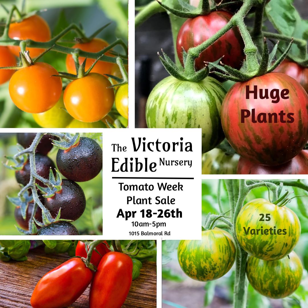 Tomato Week! Plant Sale and Open House at Mason St Farm – 28 Types of Tomato Starters for your Garden
