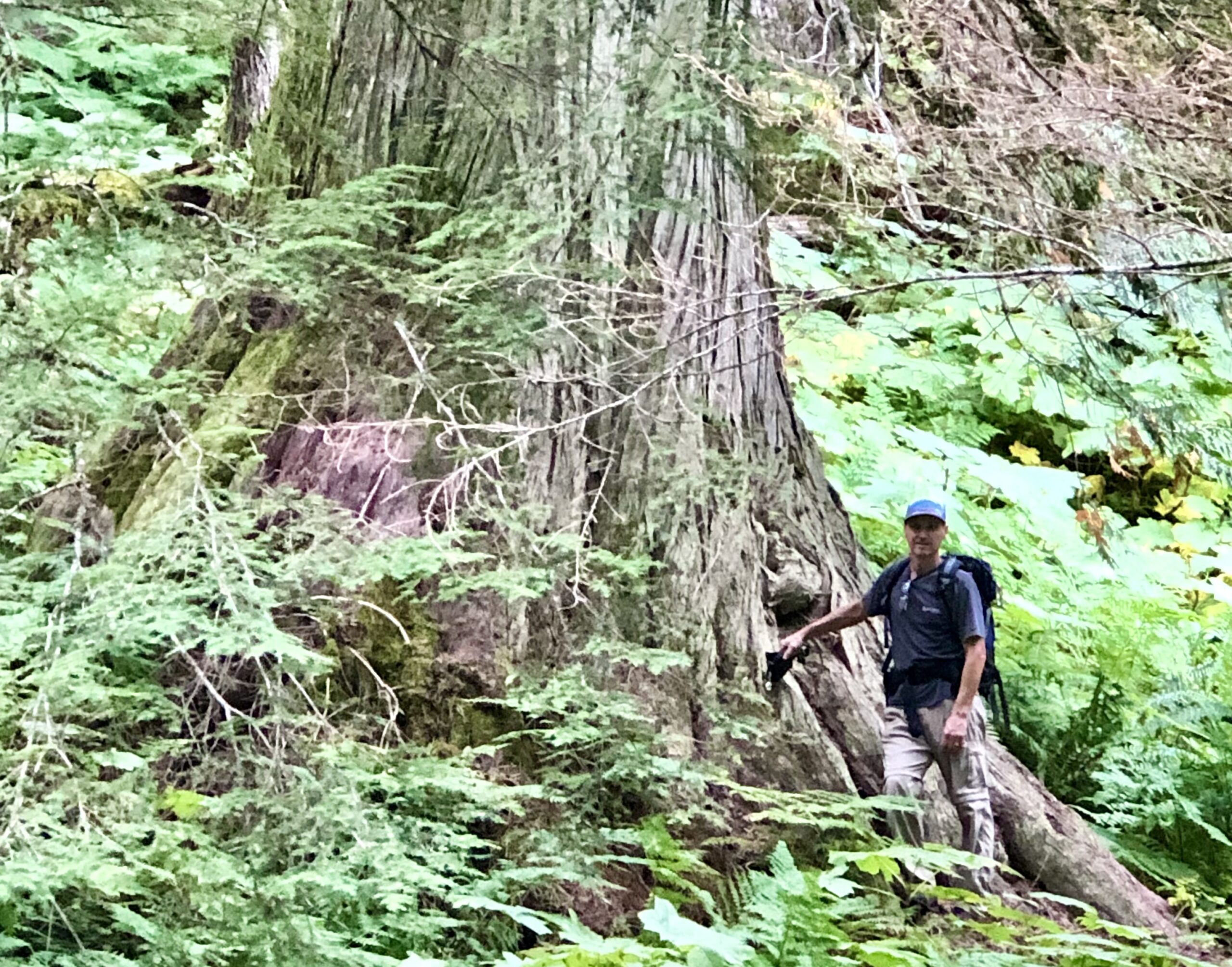 Improve Old Growth Ecosystem Conservation