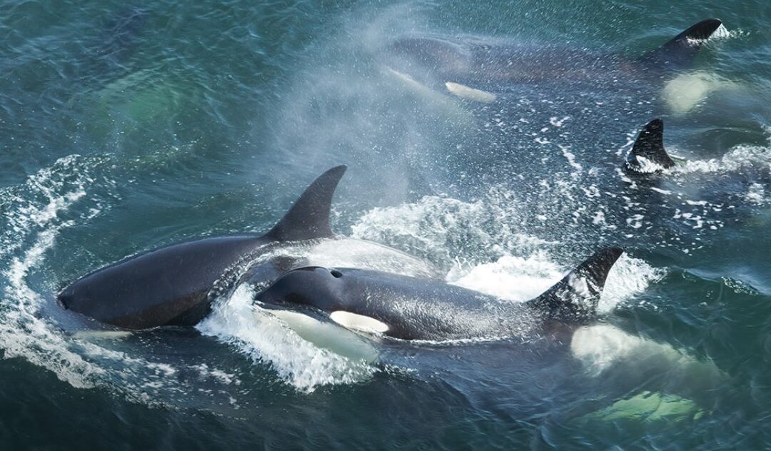 Guide to Public Comments on Proposed Regulations to Protect Southern Resident Killer Whales