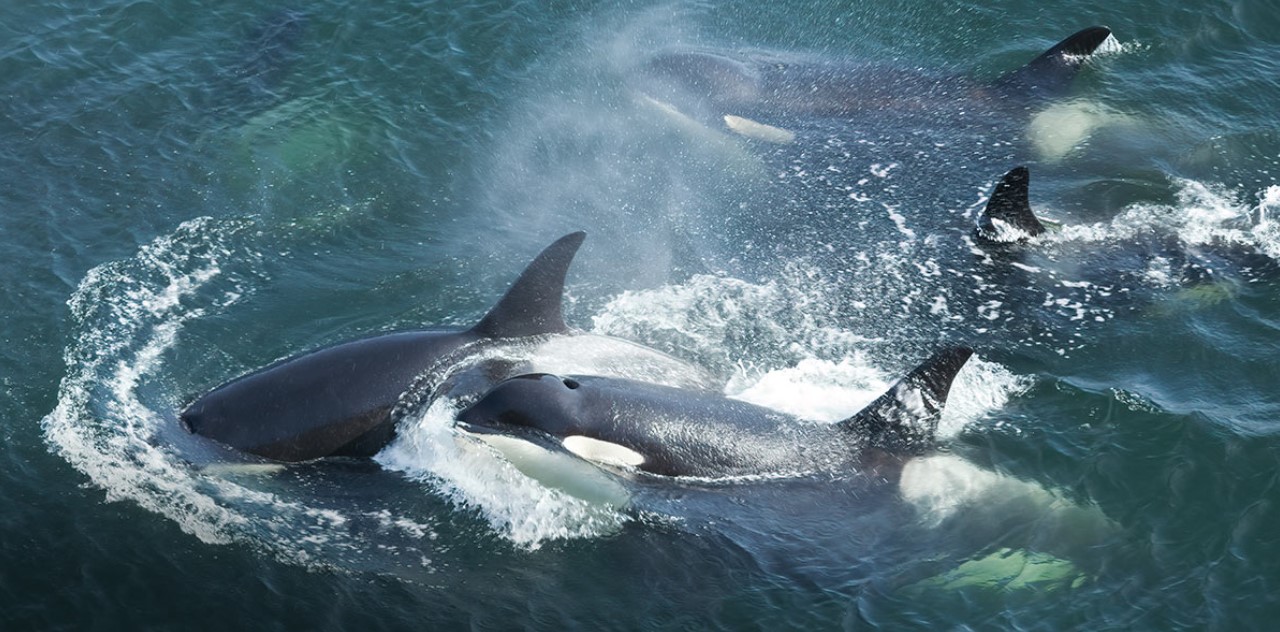 Guide to Public Comments on Proposed Regulations to Protect Southern Resident Killer Whales