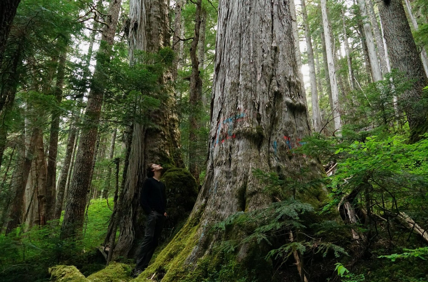 Save the Tsitika! Ancient Trees Auctioned to the Highest Bidder
