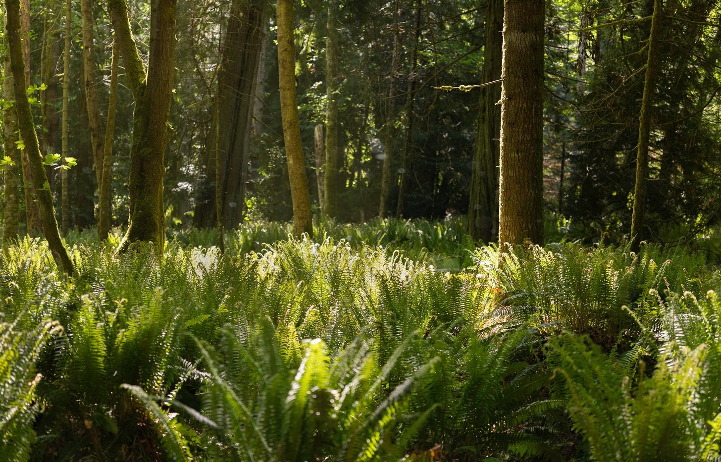 Citizens Fight to Save Cable Bay Forest