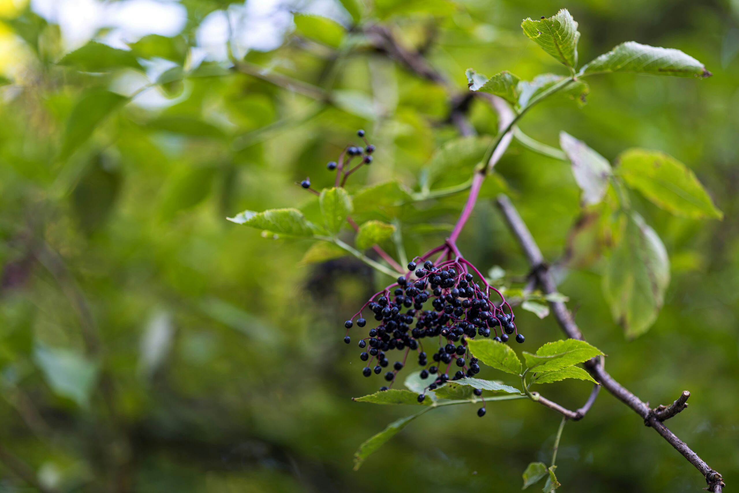 The Elderberry: A Symbol of Climate Resilience in Canada