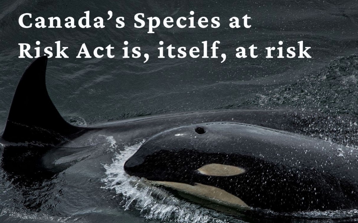 Action Alert: Canada’s Species at Risk Act is at Risk