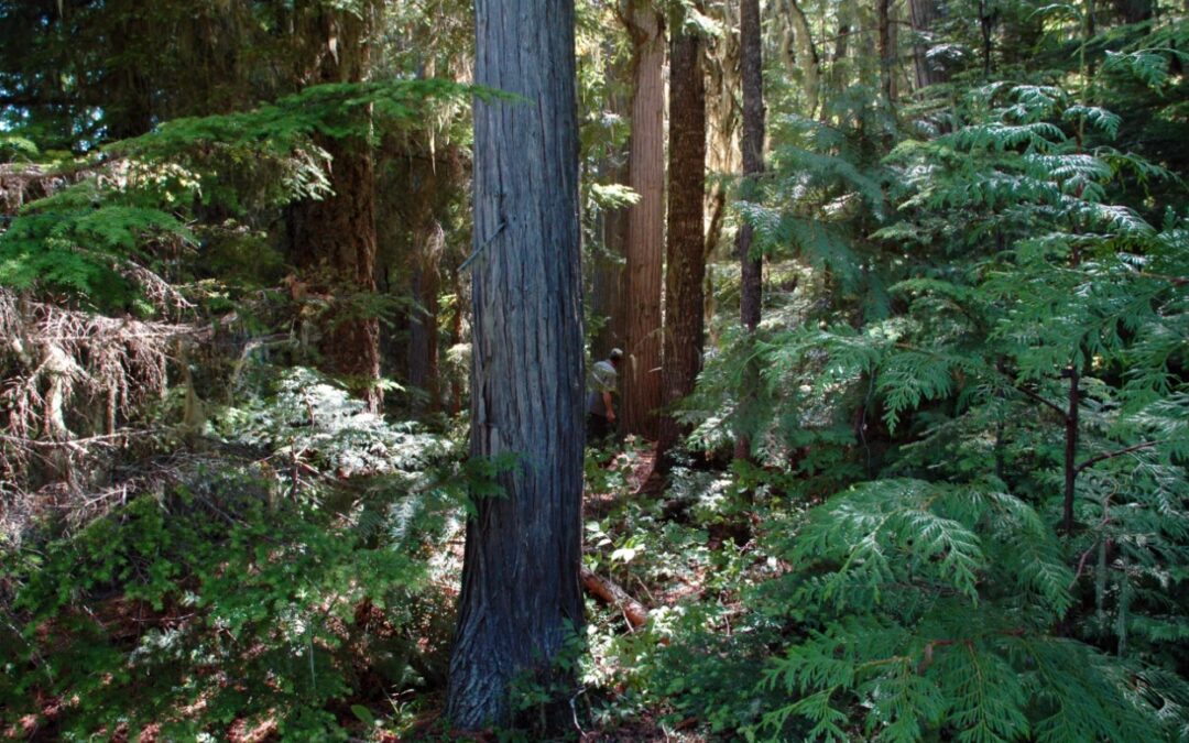 New Forest Act Roadshow Active in BC