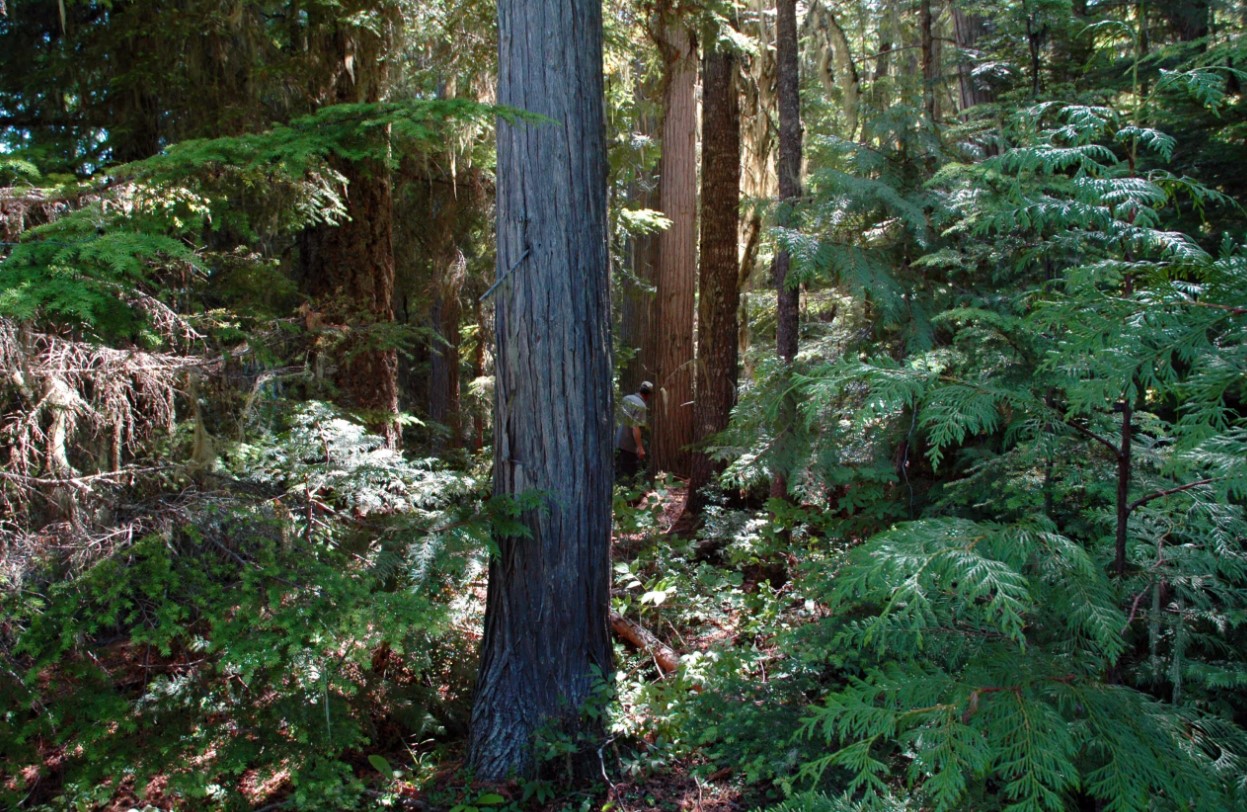 New Forest Act Roadshow Active in BC