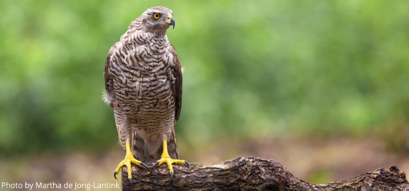 Petition to Gain Legal Habitat Protection for American Goshawk at Haida Gwaii and the Skeena Natural Resource Region of Northwestern British Columbia