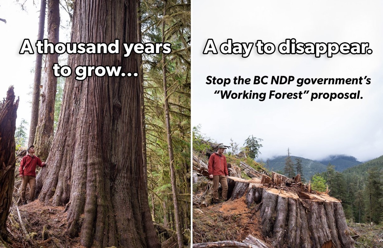 Stop the ‘Working Forest’ Proposal