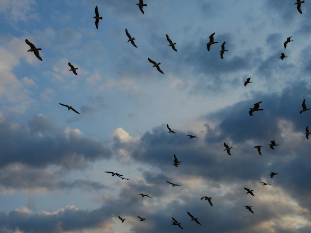 Vancouver’s Urban Crows: Daily Commute and Evening Roost